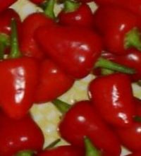 Aji Benito