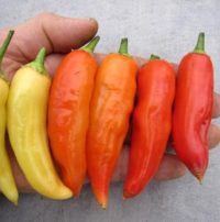 Aji Cristal
