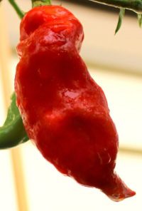 Aji Norteno