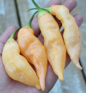 Sugar Rush Peach