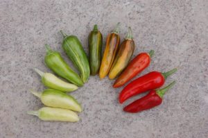 Fish Pepper
