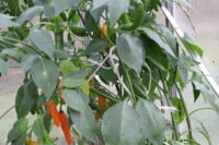 Aji Peruvian Orange