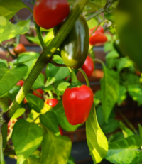 C.annuum Dalle Khursani