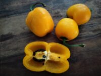 Rocoto Yellow Giant