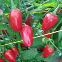 Jalapeno El Jefe