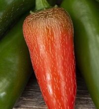 Jalapeno M